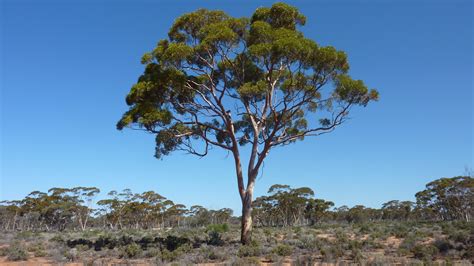 gumtree adelaide log in.